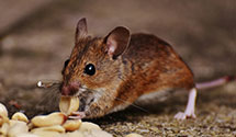 24 Hour & Emergency Exterminators in Williams Grv, PA